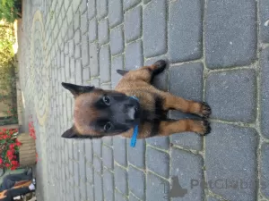 Photo №4. I will sell malinois, belgian shepherd in the city of Radom. breeder - price - 988$