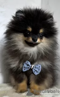 Additional photos: Pomeranian (BOO) male and female