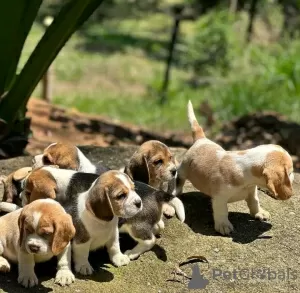 Photo №1. beagle - for sale in the city of Region Hannover | 150$ | Announcement № 129614