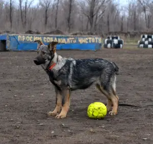 Photo №4. I will sell german shepherd in the city of Novotroitsk. from nursery - price - 547$