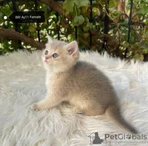 Additional photos: Golden British Shorthair Longhair Girls Boys