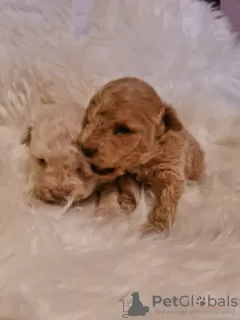 Additional photos: Maltipoo puppies