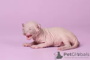 Photo №4. I will sell sphynx-katze in the city of Москва. from nursery - price - negotiated