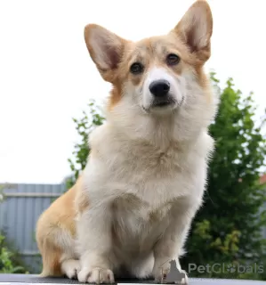 Additional photos: welsh corgi pembroke puppies girls from Interchampion