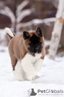 Photo №3. Puppy American Akita. Belarus