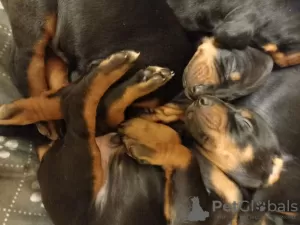 Additional photos: 5 Kc Reg Black & Tan Dobermanns