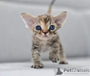 Photo №1. devon rex - for sale in the city of Vreden | 1585$ | Announcement № 44547