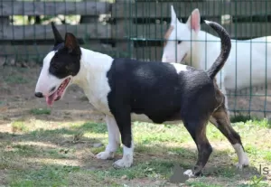 Additional photos: Miniature bull terrier puppies