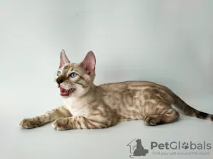 Photo №1. bengal cat - for sale in the city of Borispol | 1200$ | Announcement № 12164