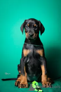 Additional photos: Doberman puppies