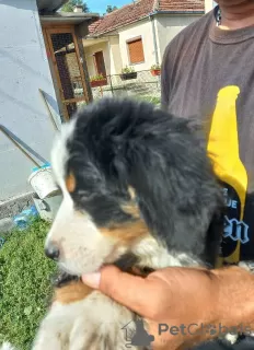 Photo №1. bernese mountain dog - for sale in the city of Batočina | negotiated | Announcement № 74400