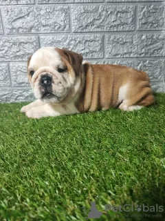 Additional photos: English bulldog