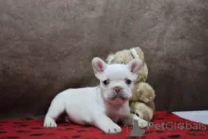 Photo №1. french bulldog - for sale in the city of Lisbon | negotiated | Announcement № 126883