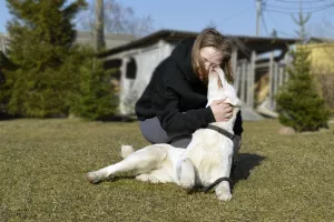 Additional photos: Sale of puppies of the Central Asian Shepherd Dog (Alabai).