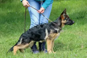 Additional photos: Booked on puppies from a very beautiful couple.