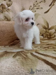 Photo №2 to announcement № 41478 for the sale of maltese dog - buy in Belarus private announcement