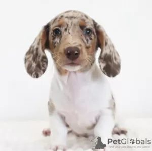 Photo №4. I will sell dachshund in the city of Berlin. breeder - price - 423$