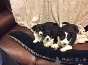 Photo №1. border collie - for sale in the city of Ingolstadt | 355$ | Announcement № 12042