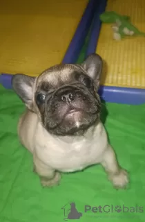 Photo №3. French bulldog puppies FCI-UKU. Ukraine