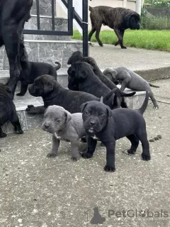 Additional photos: Cane Corso puppies