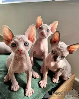 Photo №1. sphynx cat - for sale in the city of Paris | negotiated | Announcement № 120546