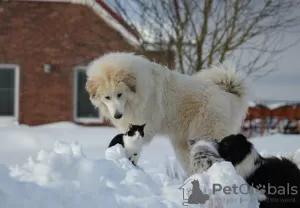 Photo №3. Pyrenean mountain dog puppies. Lithuania