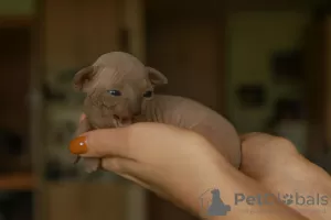 Additional photos: Sphynx kittens