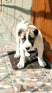 Additional photos: Central Asian Shepherd puppy