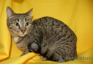 Additional photos: Vesta cat is looking for a home