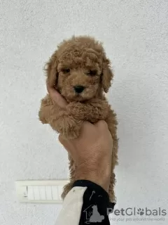 Photo №2 to announcement № 119774 for the sale of poodle (toy) - buy in Serbia breeder