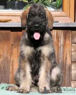 Photo №3. Pepper and salt giant schnauzer, puppies. Poland