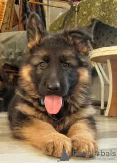 Photo №2 to announcement № 9166 for the sale of german shepherd - buy in Ukraine from nursery