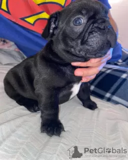 Additional photos: French bulldog Puppies