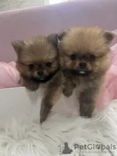 Photo №3. Pomeranian BOO puppies. Serbia