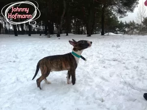 Additional photos: Standard bull terrier. Puppies