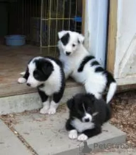 Photo №1. border collie - for sale in the city of Warsaw | negotiated | Announcement № 108314