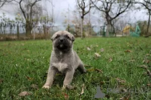 Additional photos: Turkish Kangal puppies