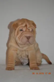 Photo №2 to announcement № 4227 for the sale of shar pei - buy in Russian Federation from nursery