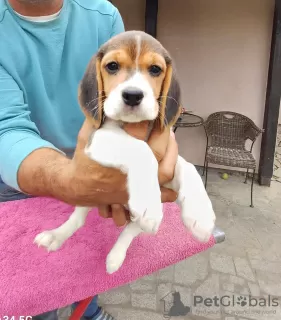 Additional photos: Beagle puppies for sale