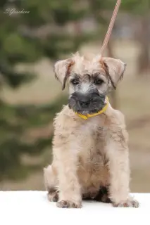 Additional photos: Puppies Irish Soft Coated Wheaten Terrier.