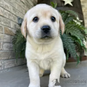 Photo №3. FEMALE LABRADOR RETRIEVER FOR SALE. Brazil