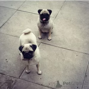 Photo №4. I will sell pug in the city of Vilnius. private announcement - price - 370$