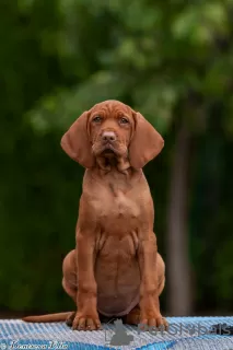 Photo №1. vizsla - for sale in the city of Brest | 830$ | Announcement № 78252