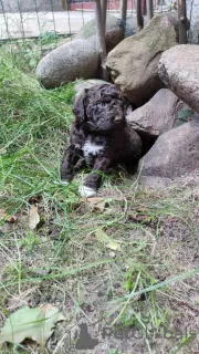 Photo №1. lagotto romagnolo - for sale in the city of Augustów | 951$ | Announcement № 71193