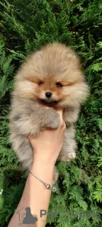 Photo №4. I will sell pomeranian in the city of Banja Luka. private announcement - price - negotiated