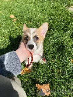 Additional photos: Welpen von Corgi