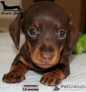 Additional photos: Dachshund miniature - grown up puppy