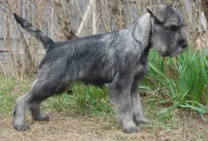 Photo №4. I will sell standard schnauzer in the city of Москва. from nursery - price - 420$