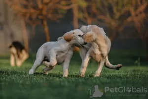 Photo №3. Saluki puppies. Belarus