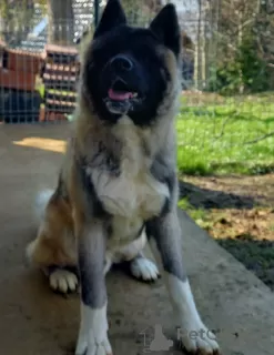 Additional photos: american akita